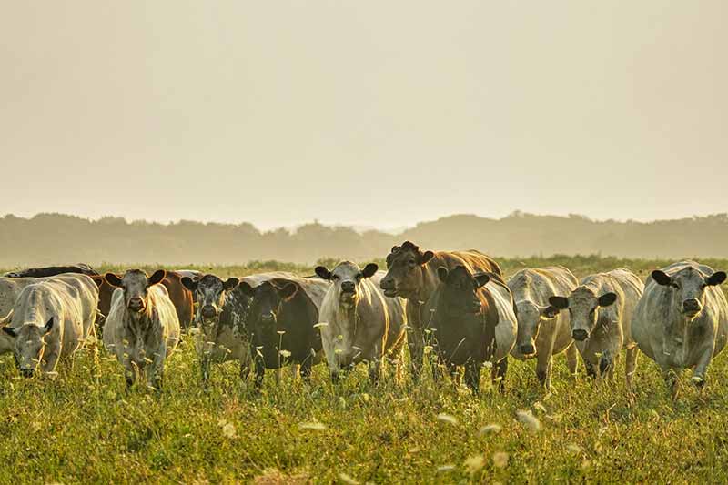 Cows on the island of MArtha's Vinyard